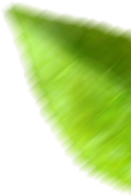 Folha-4.png